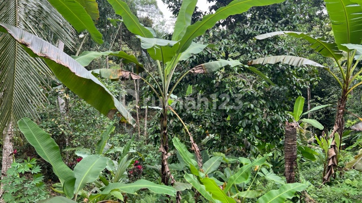 Buc Tanah Luasan Kecil Cocok untuk Rumah Tinggal