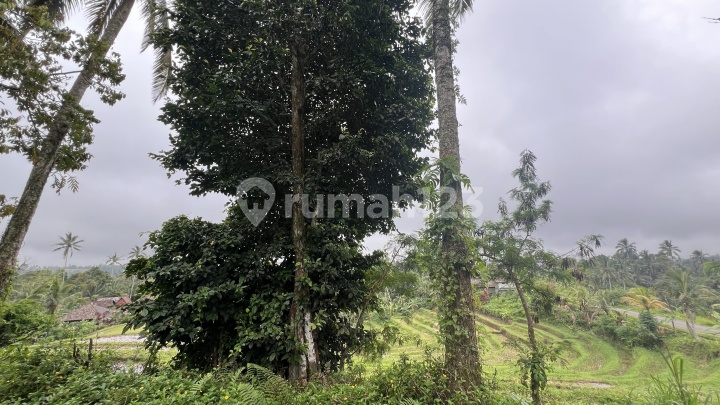 Tanah Kebun Duren View Sawah dan Gunung Tanah Kebun Duren View Sawah dan Gunung
