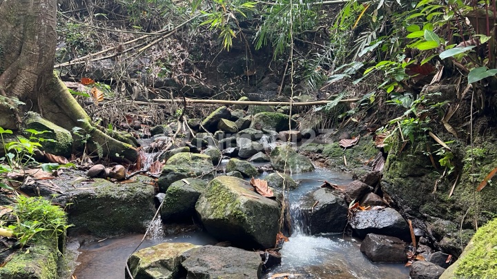 Tanah Murah Dengan View Jungle Los Sungai Di Tabanan Bali Tanah Murah Dengan View Jungle Los Sungai Di Tabanan Bali