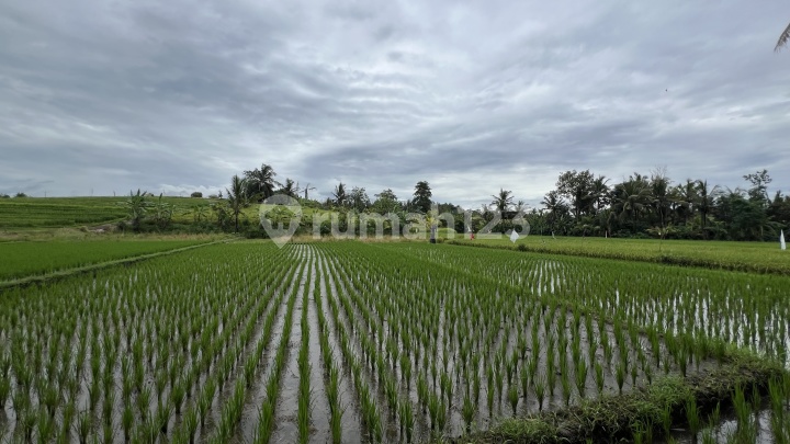 For Sale, Yellow Zone Land Near the Beach with Rice Field View, Suitable for Villa. For Sale, Yellow Zone Land Near the Beach with Rice Field View, Suitable for Villa.