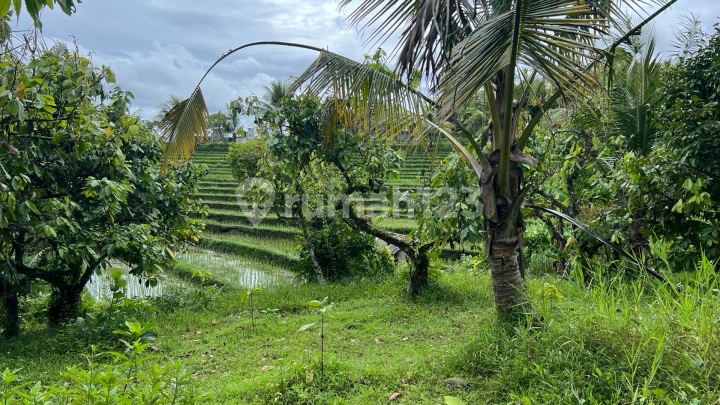 Tanah View Sawah Murah Cocok untuk Villa di Tabanan Bali Tanah View Sawah Murah Cocok untuk Villa di Tabanan Bali