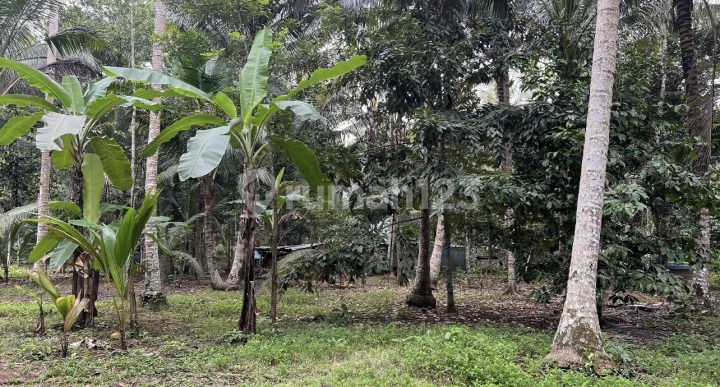 Kebun Duren dan Manggis Datar