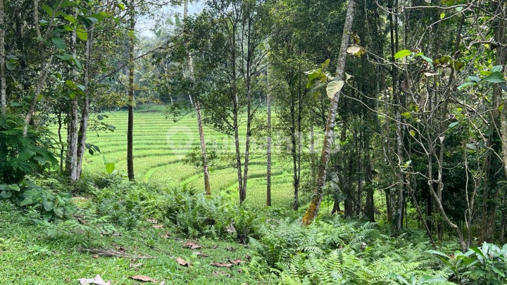 Land with Terraced Rice Field View in Tabanan Bali Suitable for Villa Land with Terraced Rice Field View in Tabanan Bali Suitable for Villa
