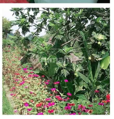 Cheap !! FOR SALE BEAUTIFUL AND PEACEFUL MEGA MENDUNG VILLA WITH A SERENE COUNTRYSIDE ATMOSPHERE