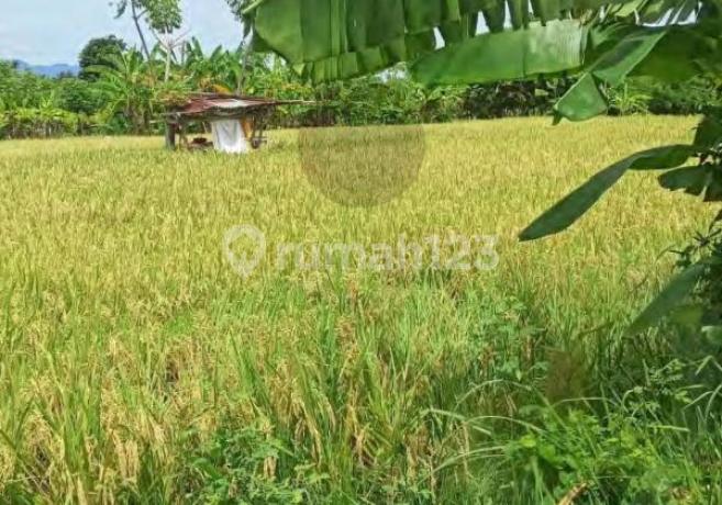 Kavling Siap Bangun di Buleleng Bali Kavling Siap Bangun di Buleleng Bali