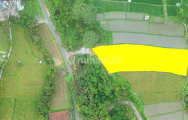 Tanah Murah 4050m2 di Pejeng Kangin Ubud Gianyar , Private akses