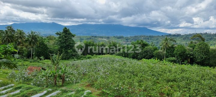Tanah kebun jambu kristal seluas 19000m².dekat ke pintu toll sukabumi Tanah kebun jambu kristal seluas 19000m².dekat ke pintu toll sukabumi