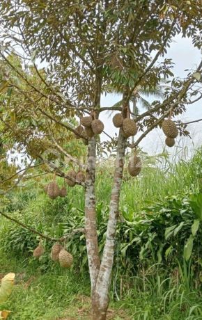 Tanah Kebun Durian Dan Alpukat ******** Sekitar Rancamaya Ciawi Bogor. Tidak Jauh Dari Pintu Toll Ciawi Atau Dari Pintu Toll Bocimi Tanah Kebun Durian Dan Alpukat ******** Sekitar Rancamaya Ciawi Bogor. Tidak Jauh Dari Pintu Toll Ciawi Atau Dari Pintu Toll Bocimi