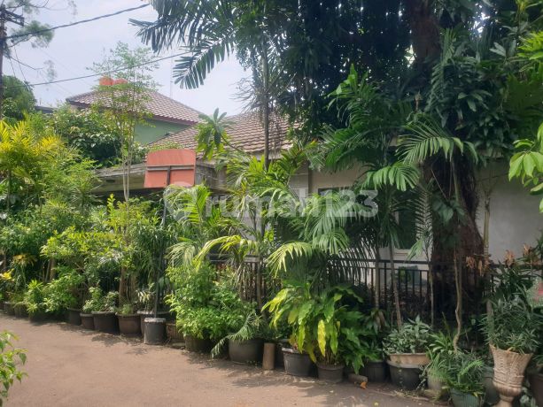 Rumah Tua Hiting Tanah Dijalan Jalan Cempaka Putih Indah