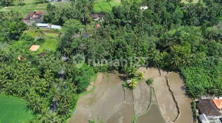Dijual Lahan Murah Di Ubud Lokasi Istimewa Los Sungai Dan Jungle Dijual Lahan Murah Di Ubud Lokasi Istimewa Los Sungai Dan Jungle