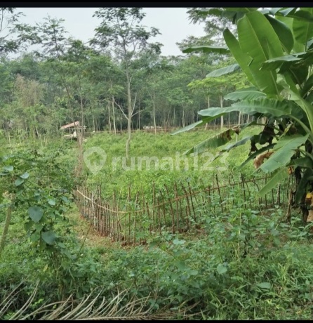 Tanah Shm Di Cianjur Lingkungan Asri Dekat Taman Bunga Tanah Shm Di Cianjur Lingkungan Asri Dekat Taman Bunga