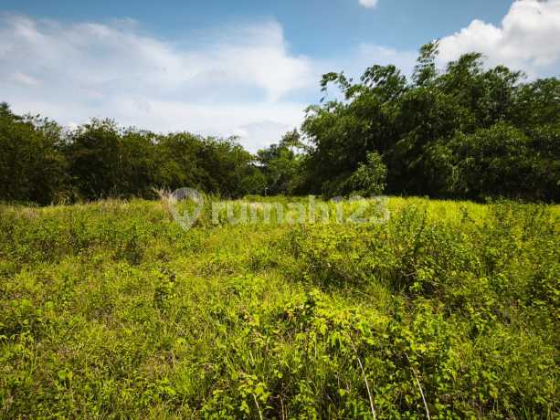 Tanah cocok buat perkebunan dan peternakan Hook Dijual di Kliris Kendal Tanah cocok buat perkebunan dan peternakan Hook Dijual di Kliris Kendal