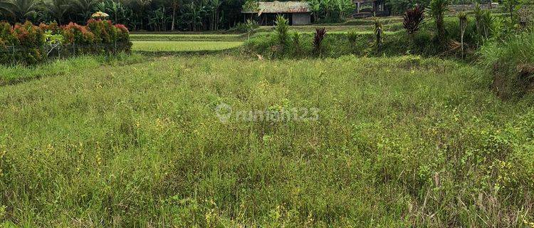 Land for rent at Pejeng Kelod location near Ubud 1