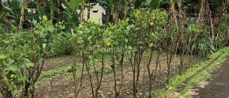 Disewakan Tanah Lokasi Singakerta Ubud Gianyar 1