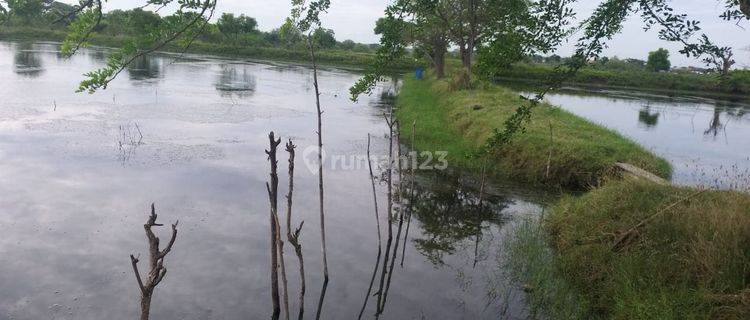 Dijual Tambak Aktif Murah Udang Bandeng Lokasi Sidayu Gresik  1