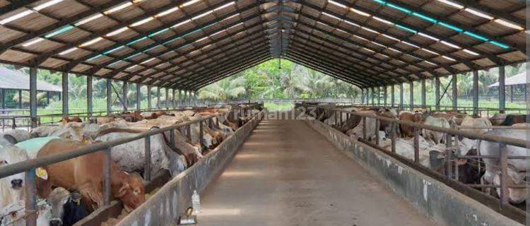 Jual Cepat Lahan Bekas Kandang Sapi Lokasi Jl Raya Mojosari Pacet Kab. Mojokerto  1