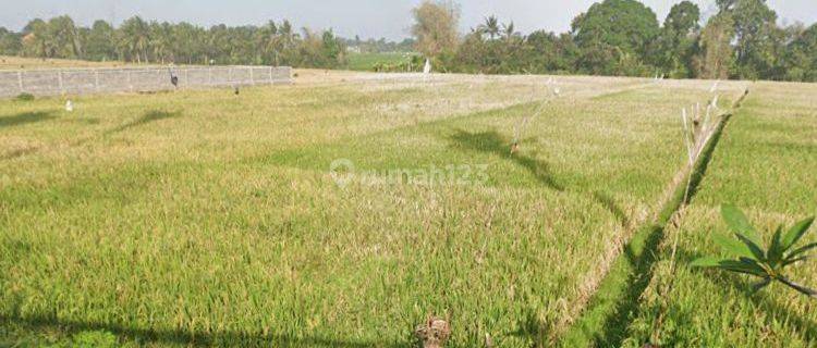 Disewakan Tanah Pinggir Jalan Utama Pantai Kedungu Tabanan Bali 1