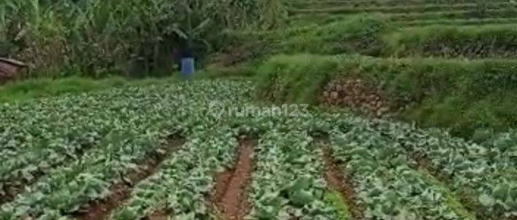 Tanah Lahan Pertanian Sayur Mayur Cimuncang Ciwidey Bandung 1
