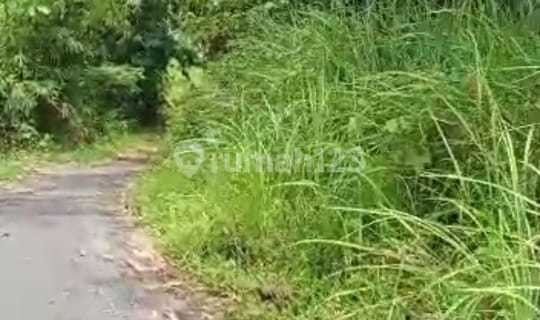 lokasi Kebun jati buat investasi masuk mobil  1