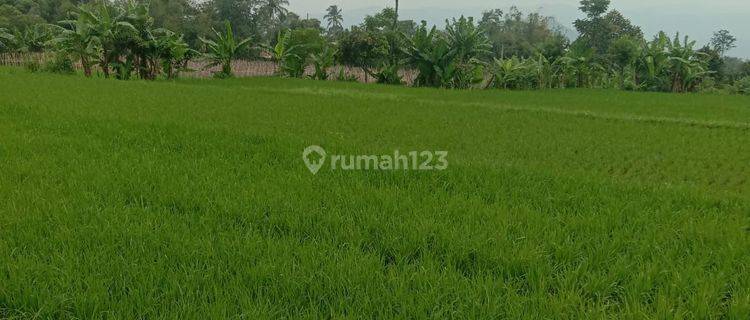 sawah produktif Buat yayasan/Investasi & villa d sukaraja sukabumi  1