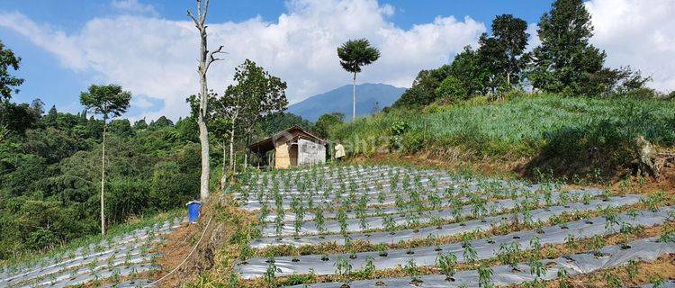 Tanah di jual cepat Sejuk MDPL 900 d kaki Gunung pangrango di bogor 1