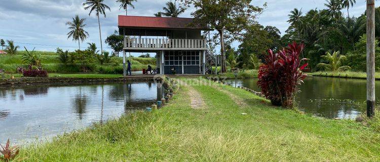 Tanah Kebun/Telaga Murah 1