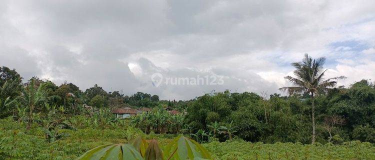 Jual Lahan Kebun 1,6 Milyar di Bojong Murni Bogor
 1