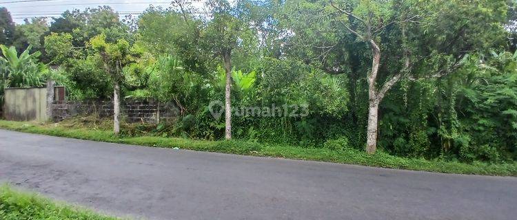 99 Years For Plot Lease 2.555 Sq.m. At Payangan, Bali Uk 1