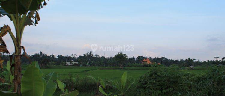 Tanah Sewa di Tengah Sawah Ubud, Bali 1