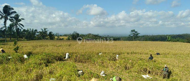  Tanah Kavling Kebun Durian  di Jalan subak piya desa wangaya , Abiantuwung 1