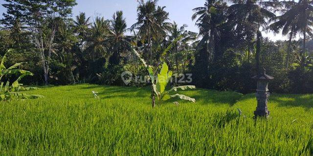 Tanah 28,2 Are View Sawah di Pejeng Kelod, Gianyar 1