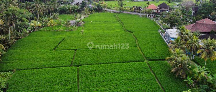 Tanah Di Jalan Raya Tampak Siring Dekat Ke Central Ubud, Bali 1