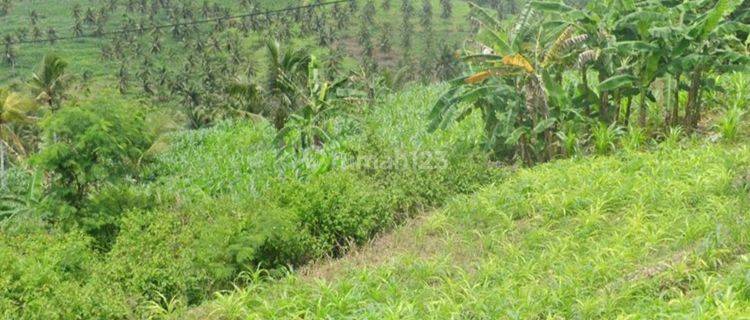 Kebon Kelapa Tulung Agung Blitar, Hak Sewa, Murah 1