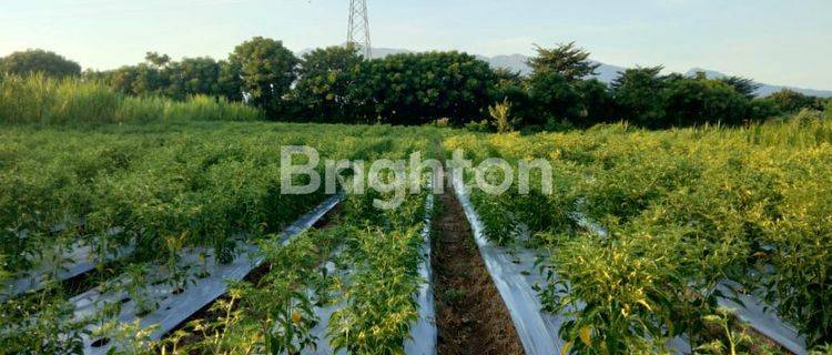 Tanah kebun murah Lombok 1