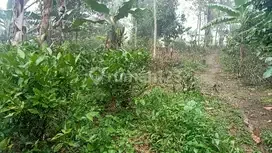 Jual Perkebunan Cengkeh Aktif Menghasilkan Aset Pasif Income Tanah 1