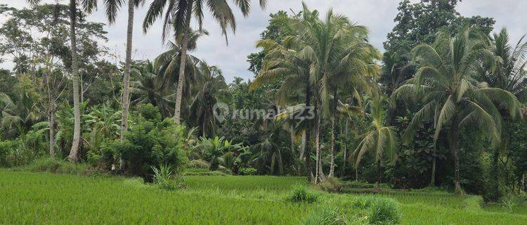 Tanah View Sawah lokasi Kenderan Ubud  1