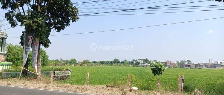 Tanah Sawah Nalumsari Jalan Raya Kudus Jepara 1