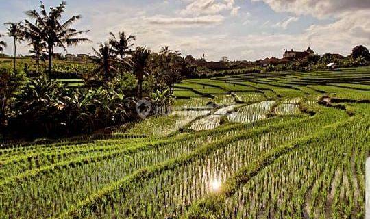 Rumah Dengan View Sawah Di Daerah Pegending Dekat Canggu Area 1