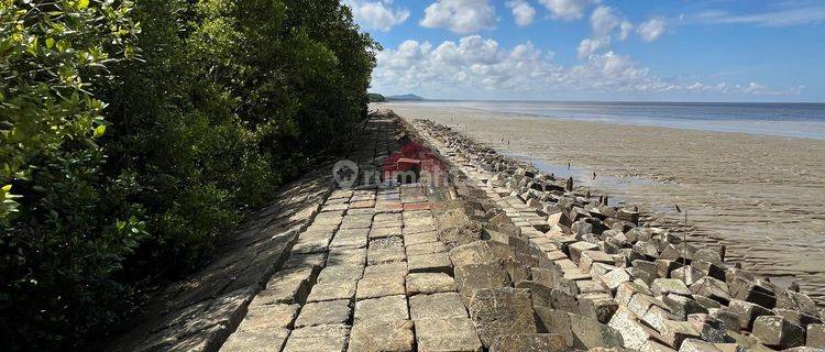 Tanah Mempawah sampai tepi laut bakau besar laut, mempawah 1