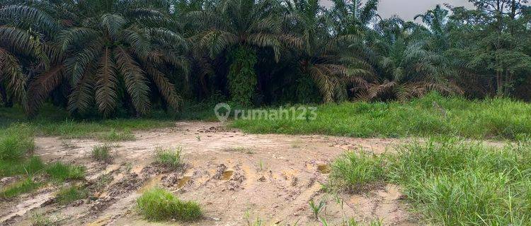 Tanah Dan Lahan Kebun Sawit 55 Hektar di Banyuasin Palembang 1