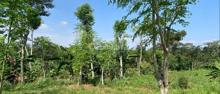 Lahan kebun durian lebat di Purwodadi Pasuruan  1