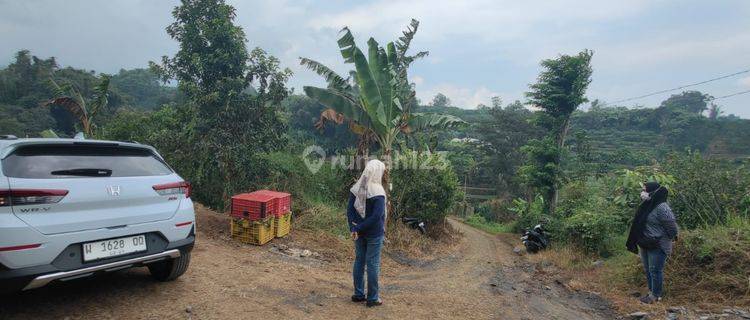 Kebun Jeruk Produktif Subur View Keren Area Bukit Jengkoang Batu 1