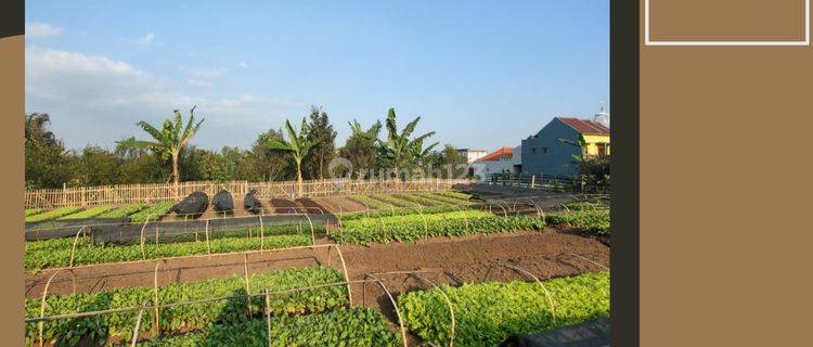 Tanah Luas Subur View Menawan Murah Nego di Pandanrejo Kota Batu 1