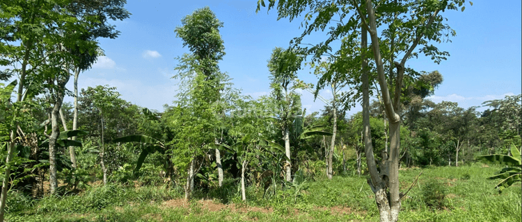 Kebun Duren Subur Sangat Luas Dekat Jalan Raya Utama Pasuruan 1