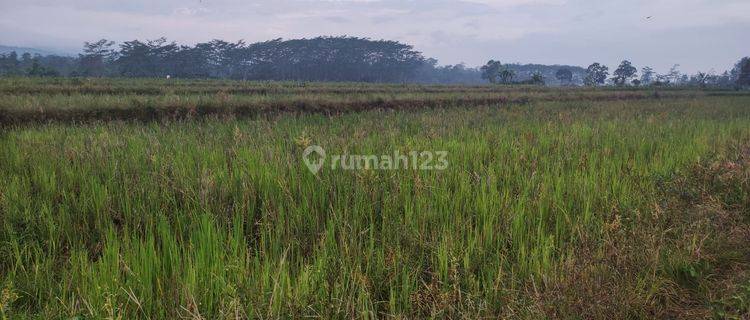 Tanah Sawah di Daerah Lebakbarang 1