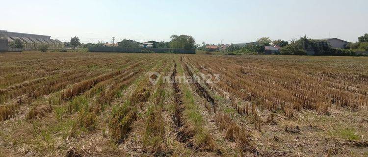 Tanah Sawah Cocok Untuk Perumahan 1