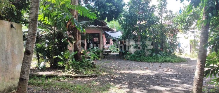 Rumah Hitung Tanah SHM Luas Murah BU, Banyuwangi 1