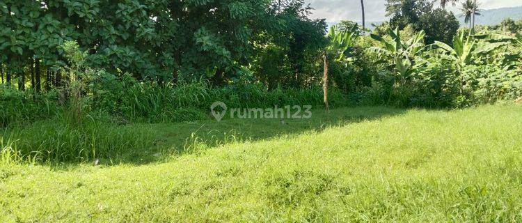 Best Location, Best Price, Land For Sale In Lovina Central 1