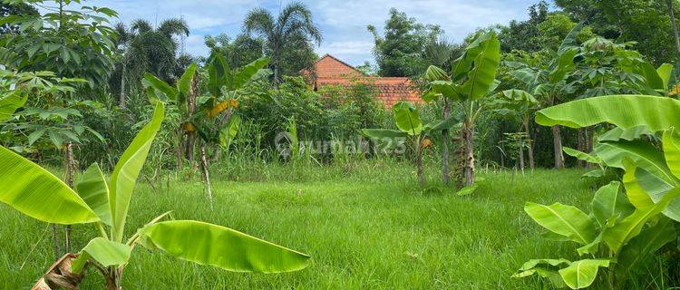 Prime Land In Lovina - Ideal for Villa Development 1