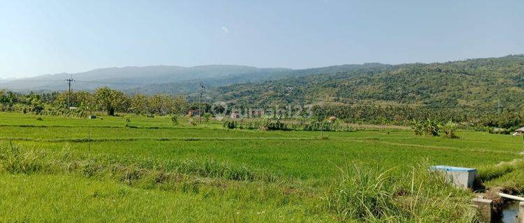 Land With Rice Field View For Sale in Lovina 1